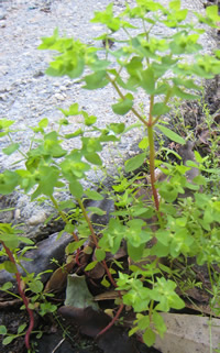 Milkweed (euphorbia peplus)