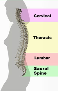 Regions of the spinal column