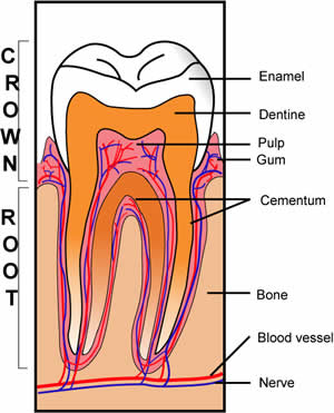 cross section of a tooth showing enamel, dentine, pulp, gum, cementum